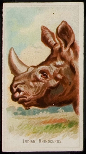 N25 Indian Rhinoceros.jpg
